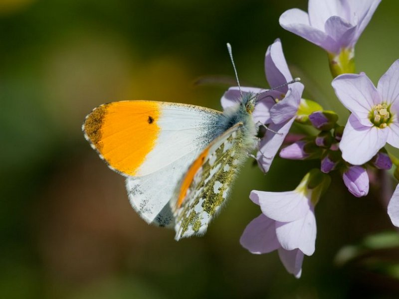 Wildlife Courses and Walks in April 2017